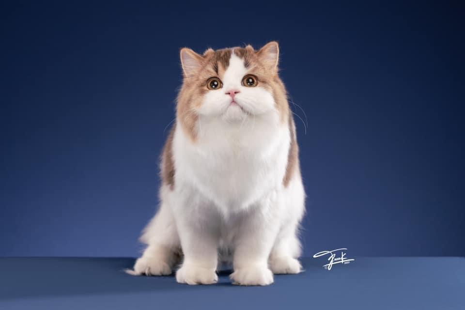 JCH. Best berry's Don Donki