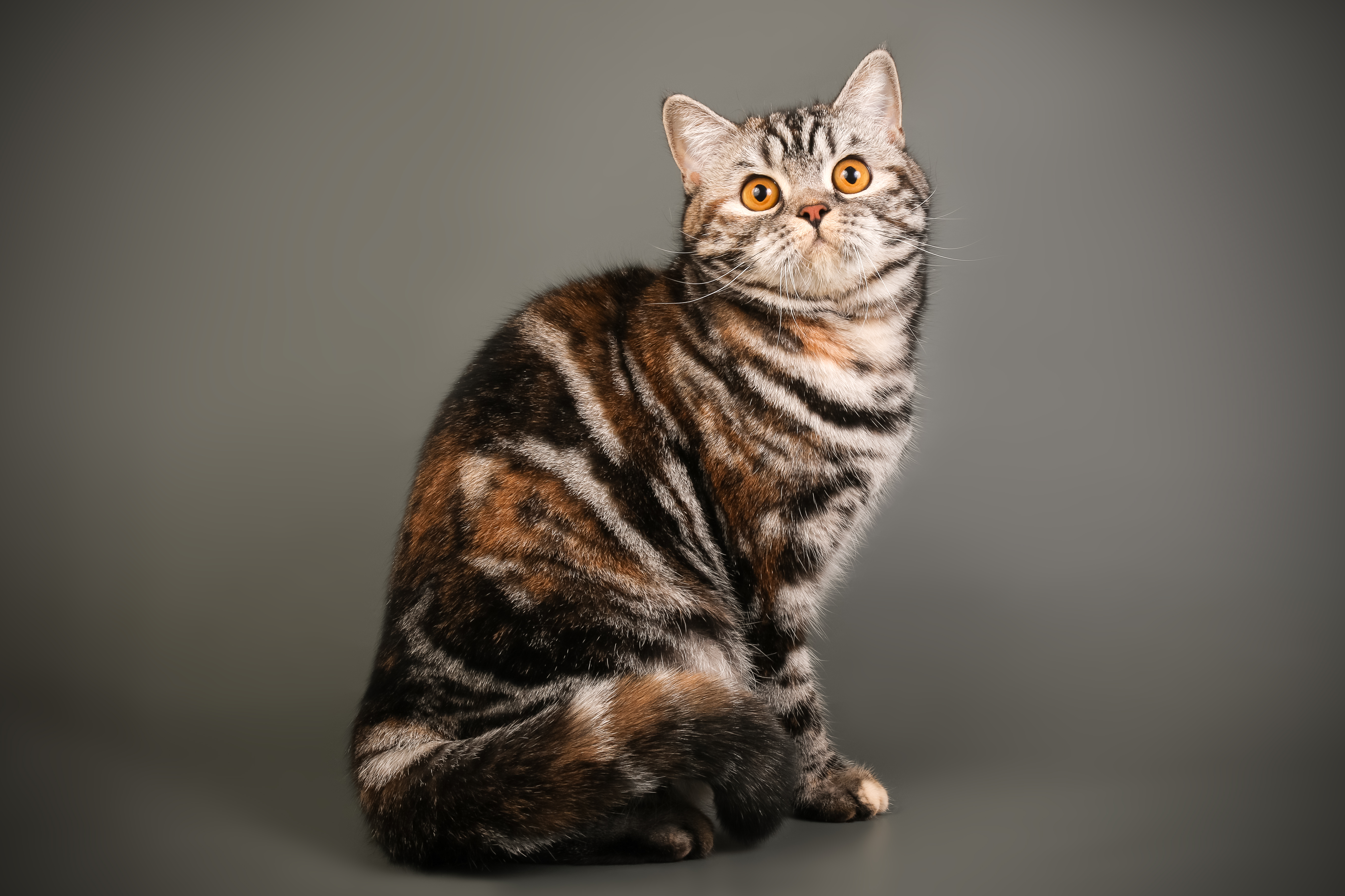 Calma Fancy Tails Elit