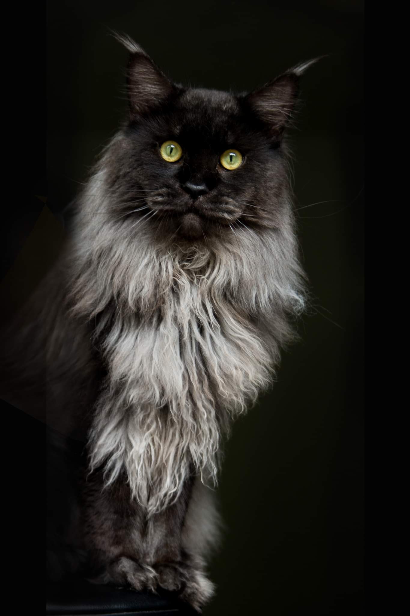 CH. Lukas Argenta Pride