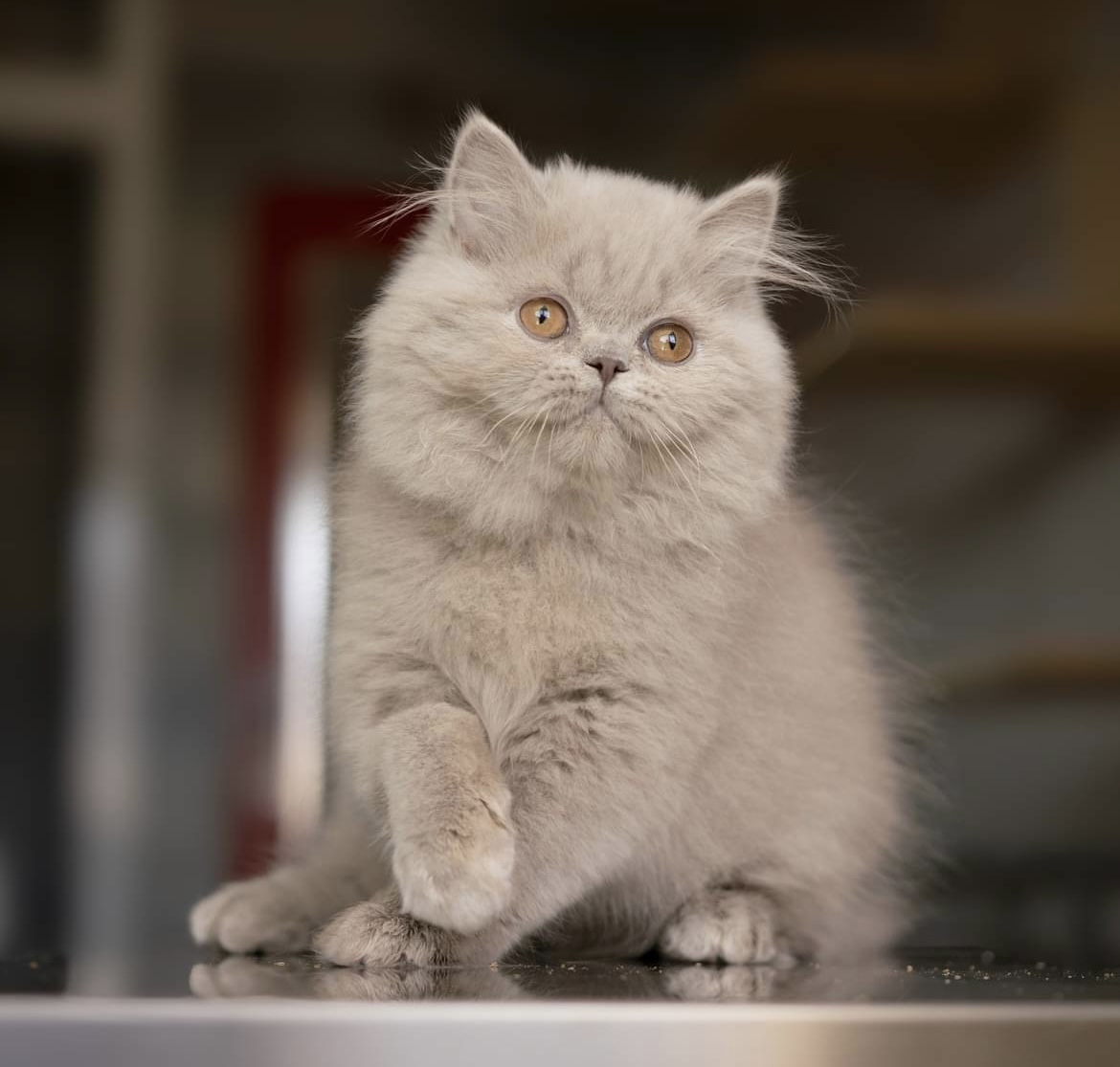 Blossom Fantasy Avalon