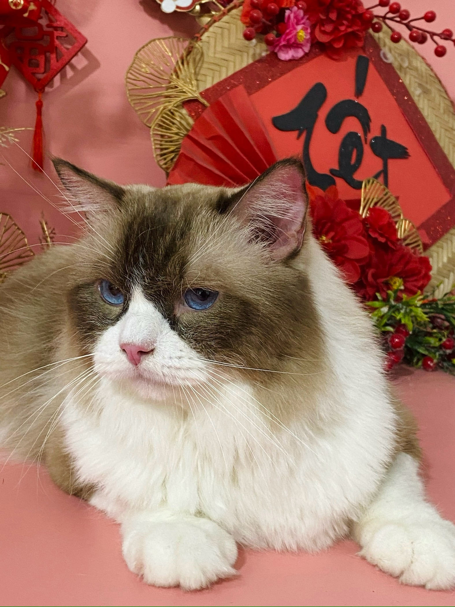 CH. UA*FunnyDoiis Ragnar