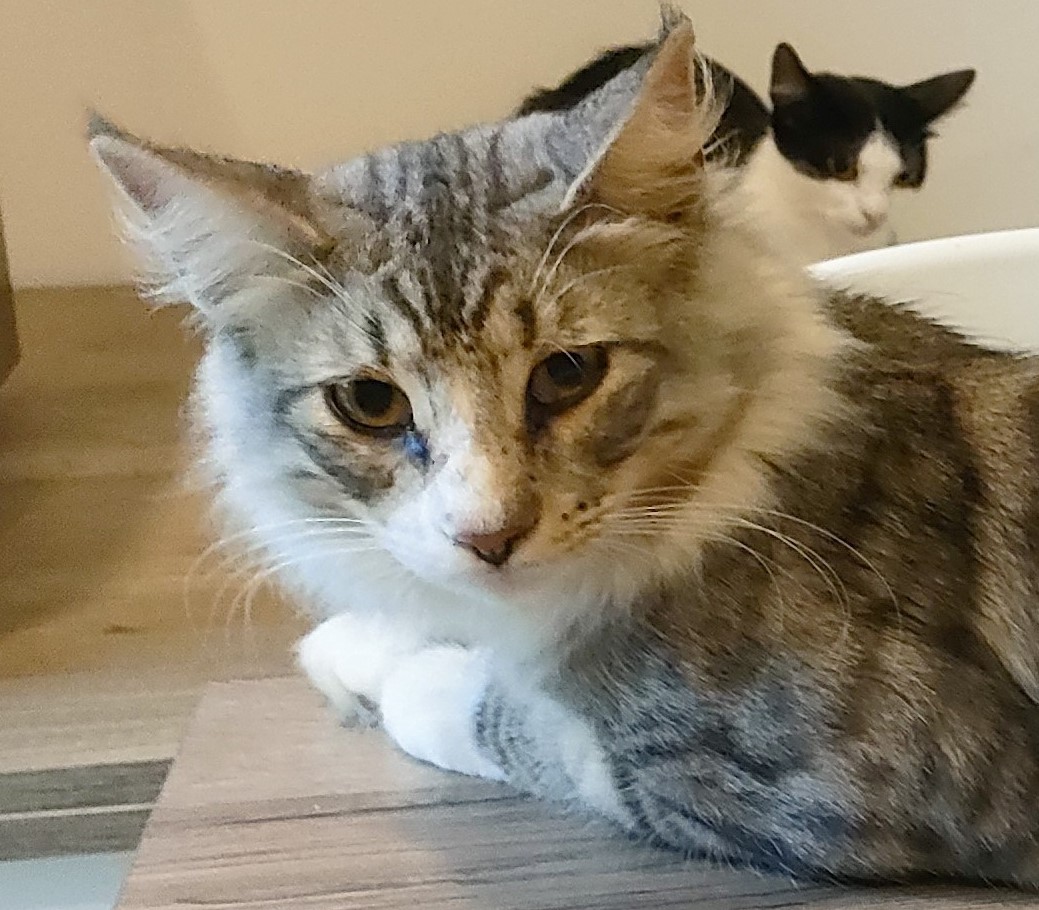 Carlo vom Jolstra Fjord