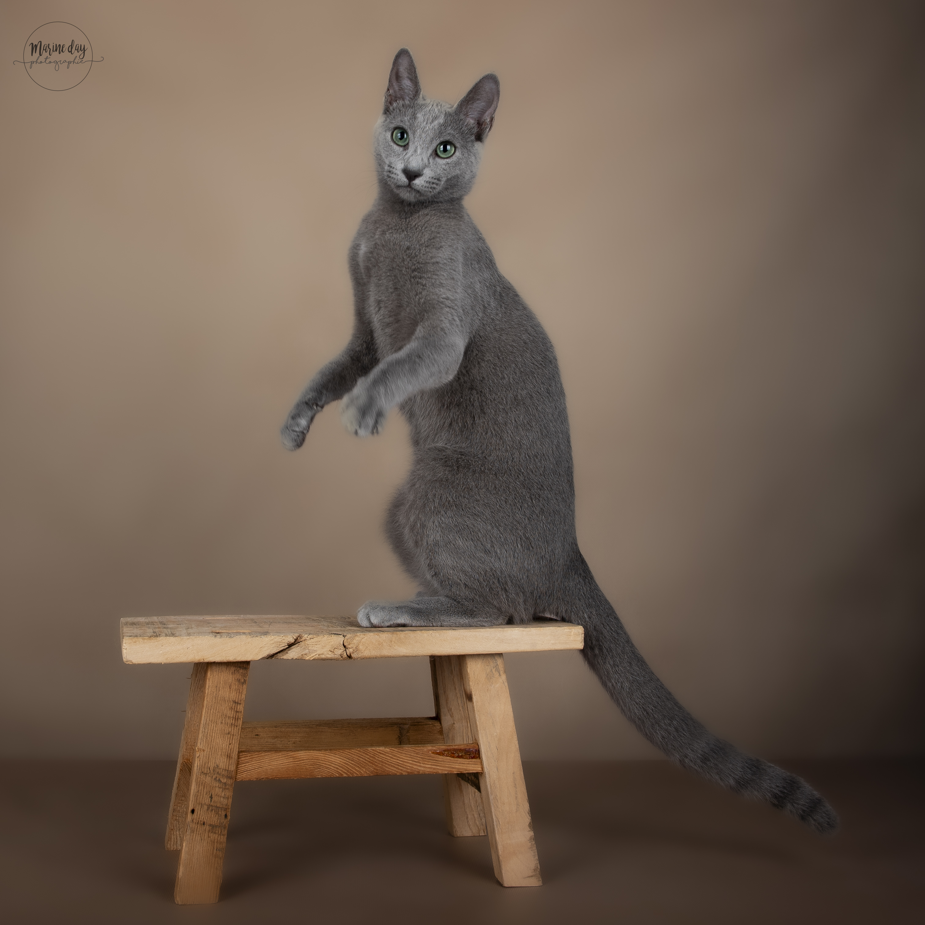 GICH. JUDY UvLa GREY SILK