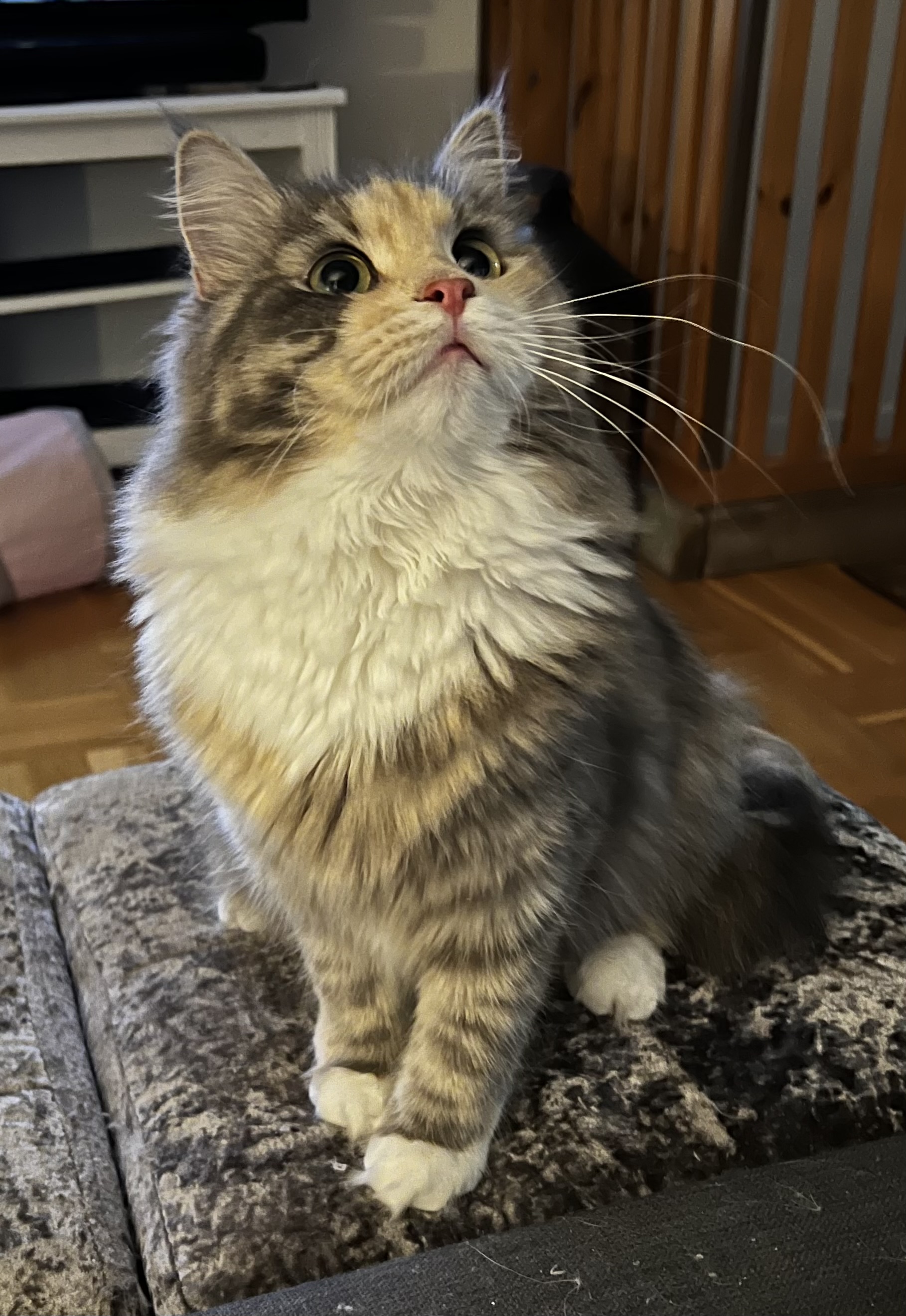 Bäckstedt’s B’Celeste Pulchra Deam