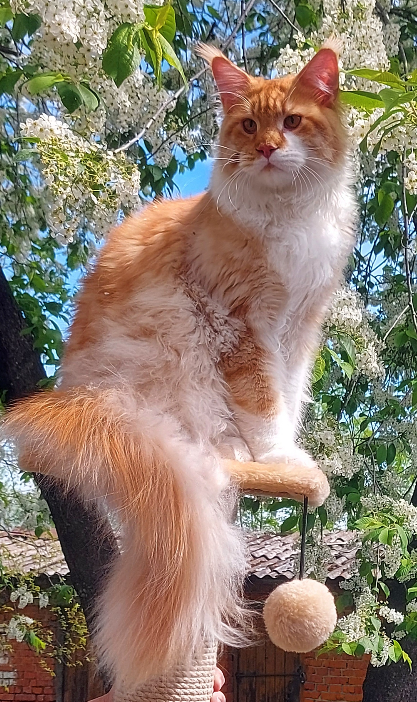 Master, CH. Lerika Show Leopard