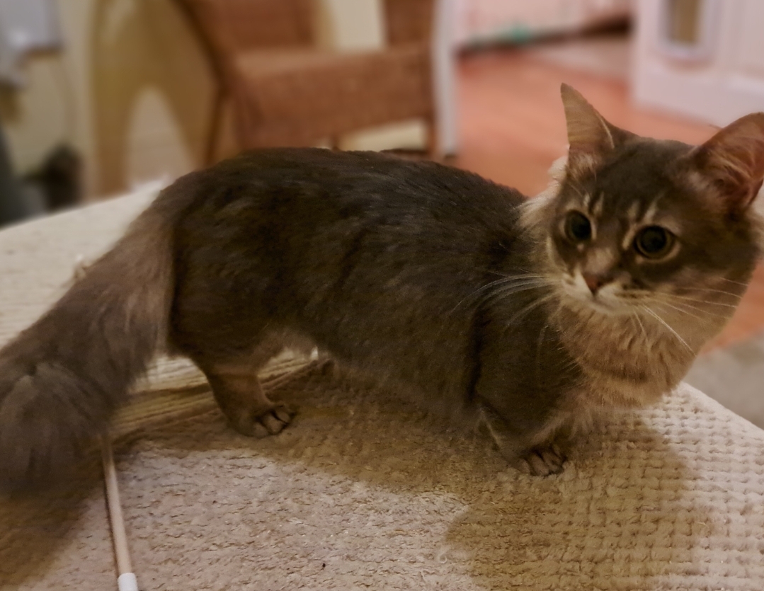 Frodo Dolci Zampette