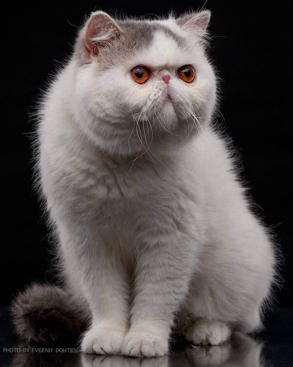 Sharm Oktavius Dorian Gray