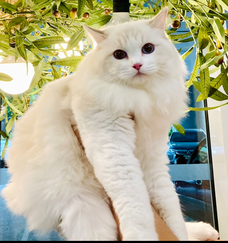 JCH. The Fluffery Cali of Snuggle Buddy