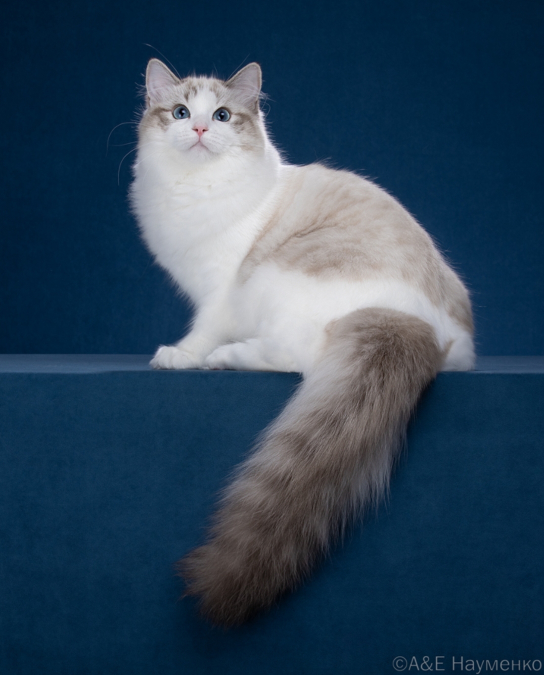 Elis Tender Cloud