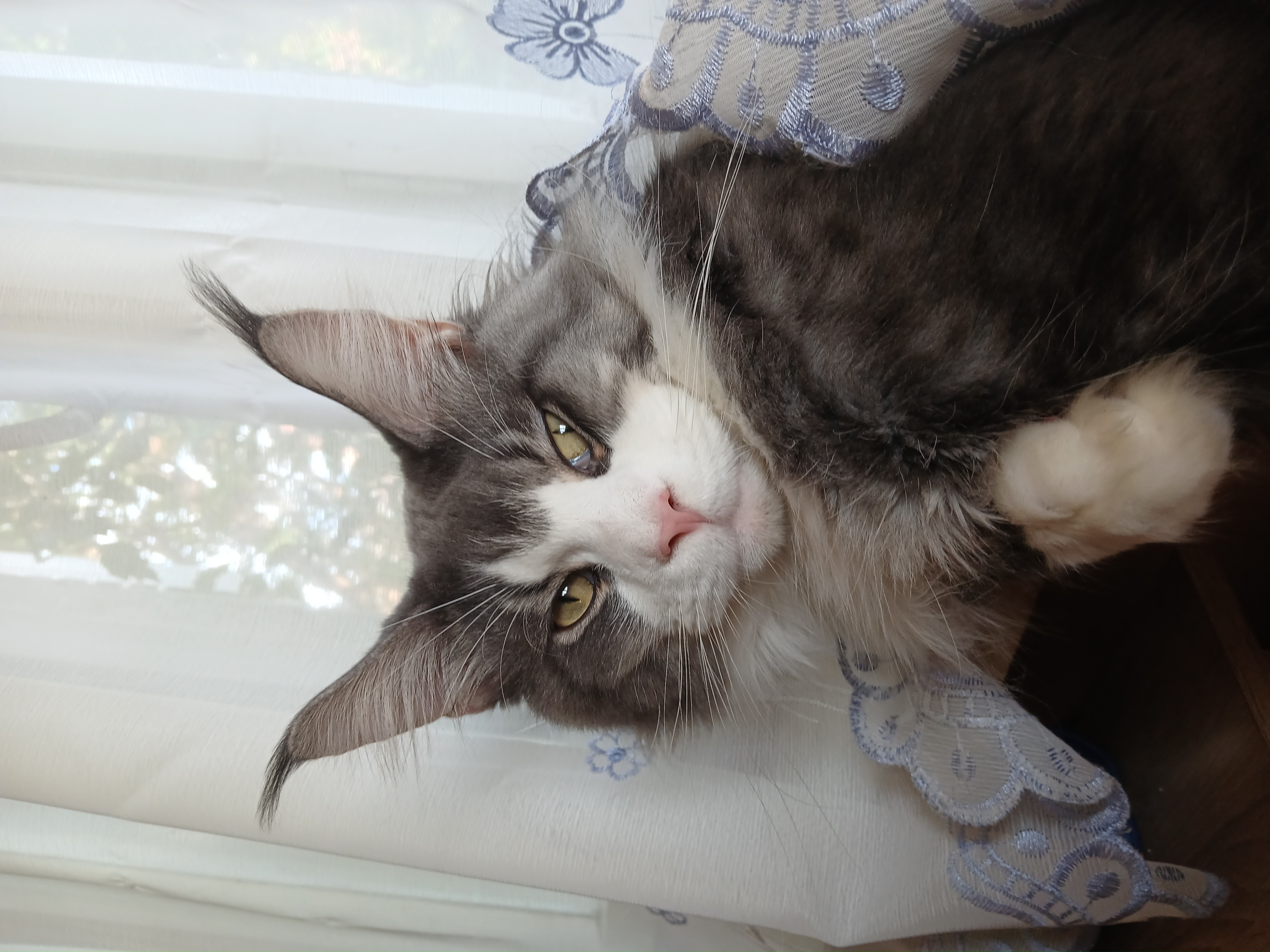 CH. Heart Stealer Quick Rick