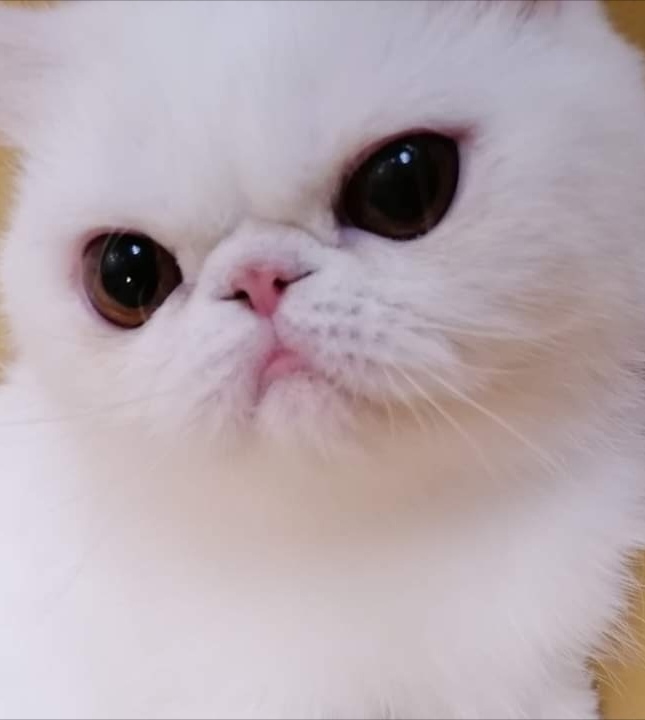 JCH. HR*Dux Regnum Norma Jean