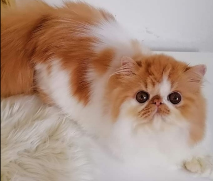 HR*Dux Regnum Nymphea