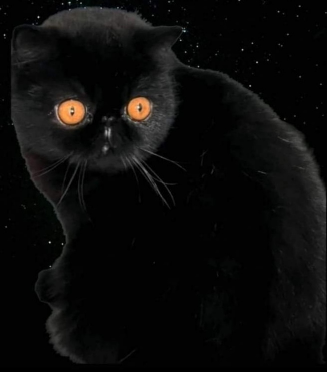 Dux Regnum Amber Nuit,HR