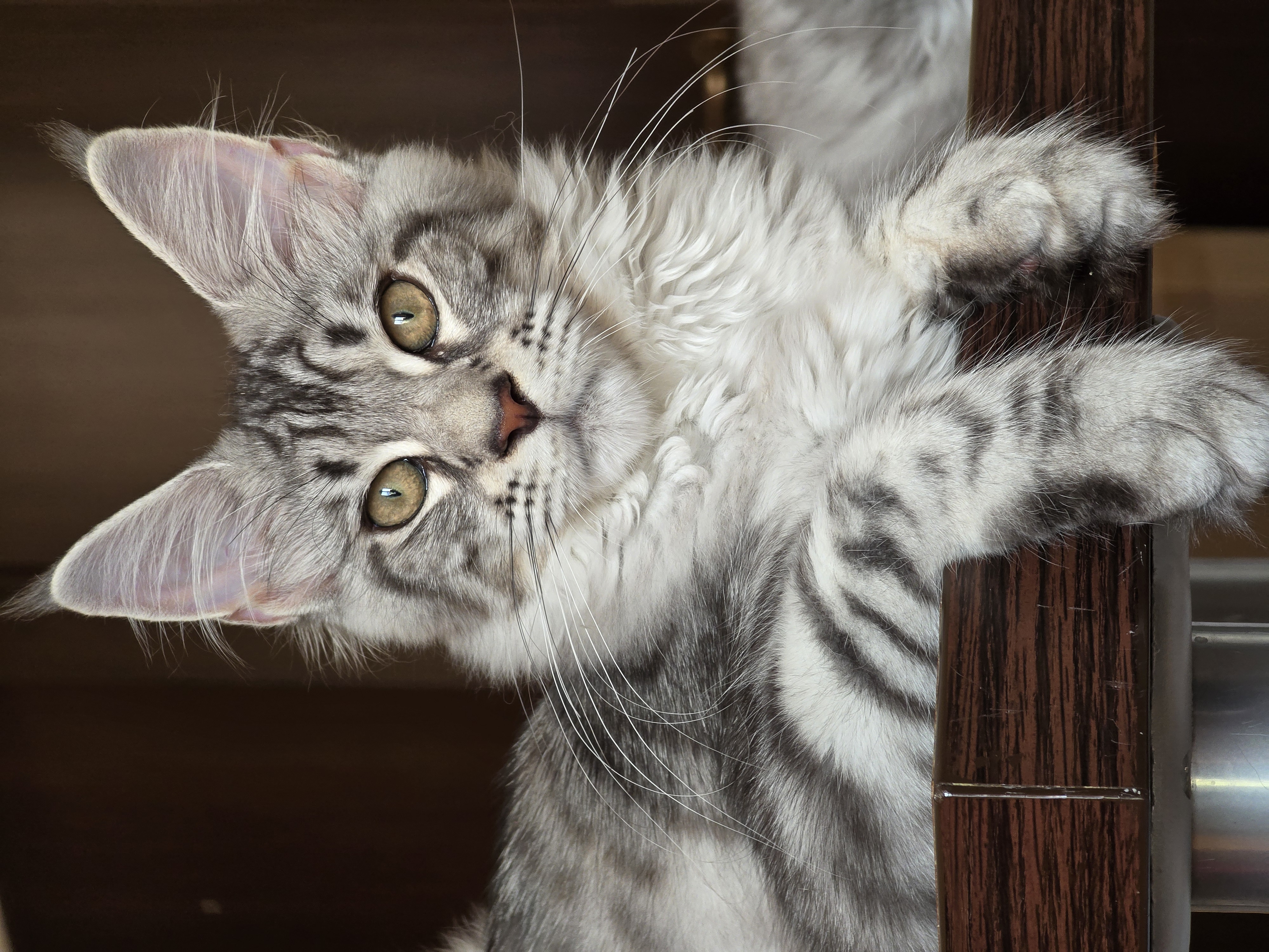 BG*GABRIELLA TENDER LYNX BULGARIA