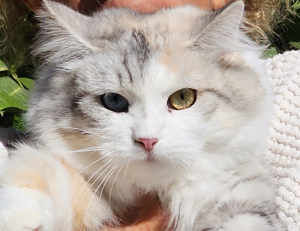 Jewel Coccole & Fusa