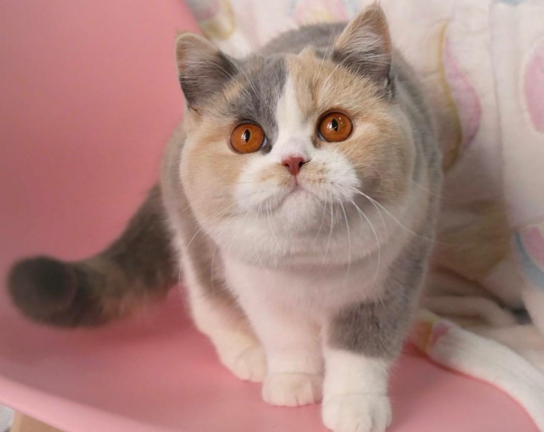 Ginger de Candy Clouds