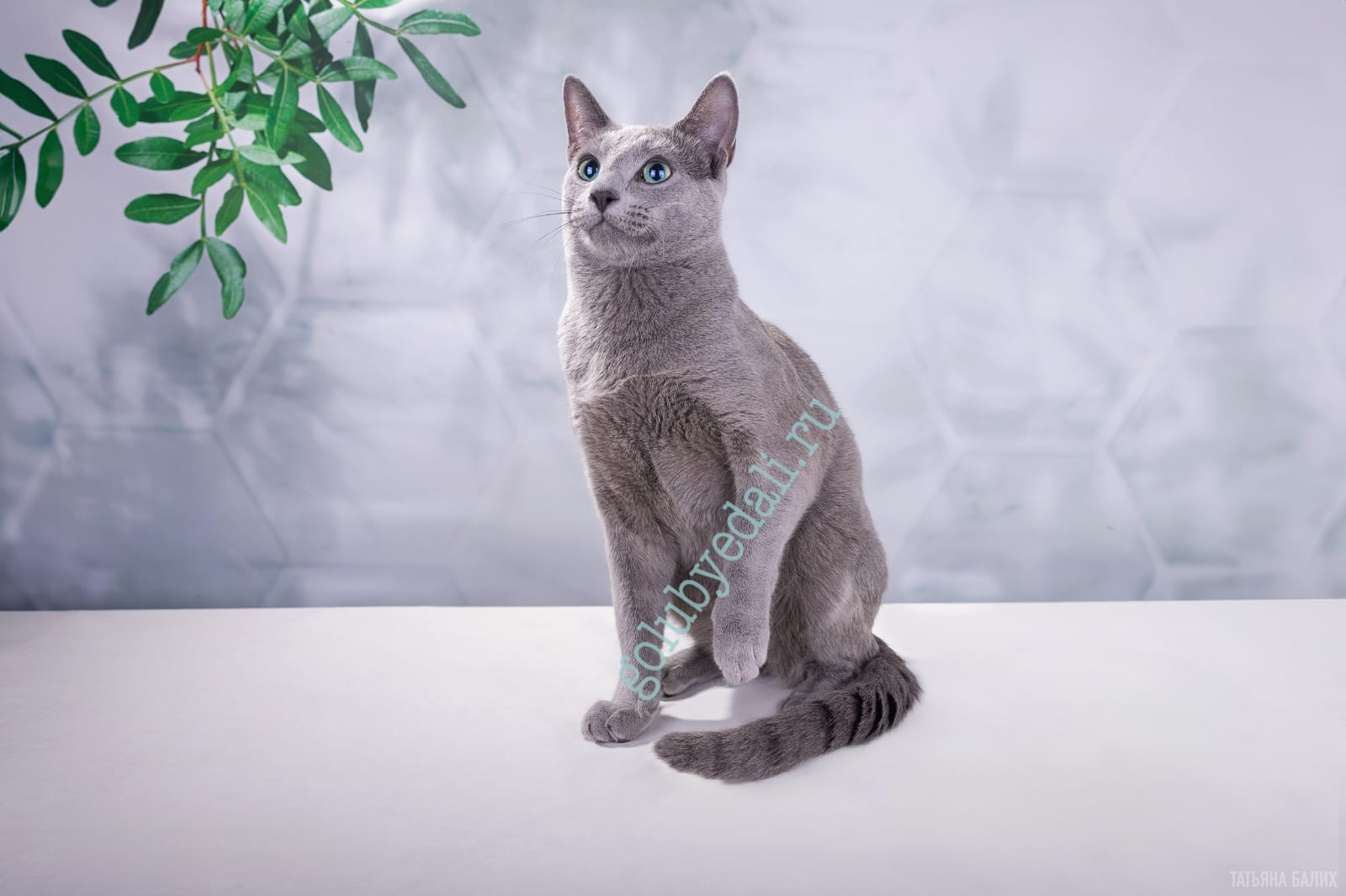 GICH. Rusich Golubye Dali