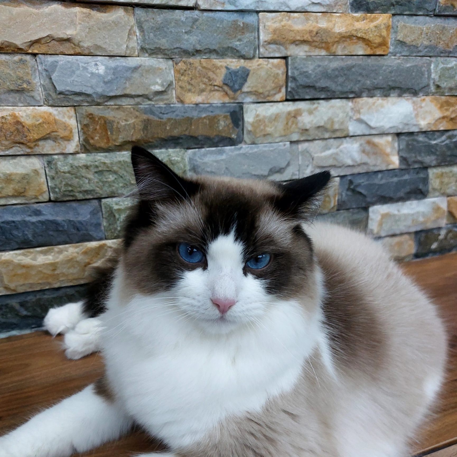 Aria bene dolls Aris