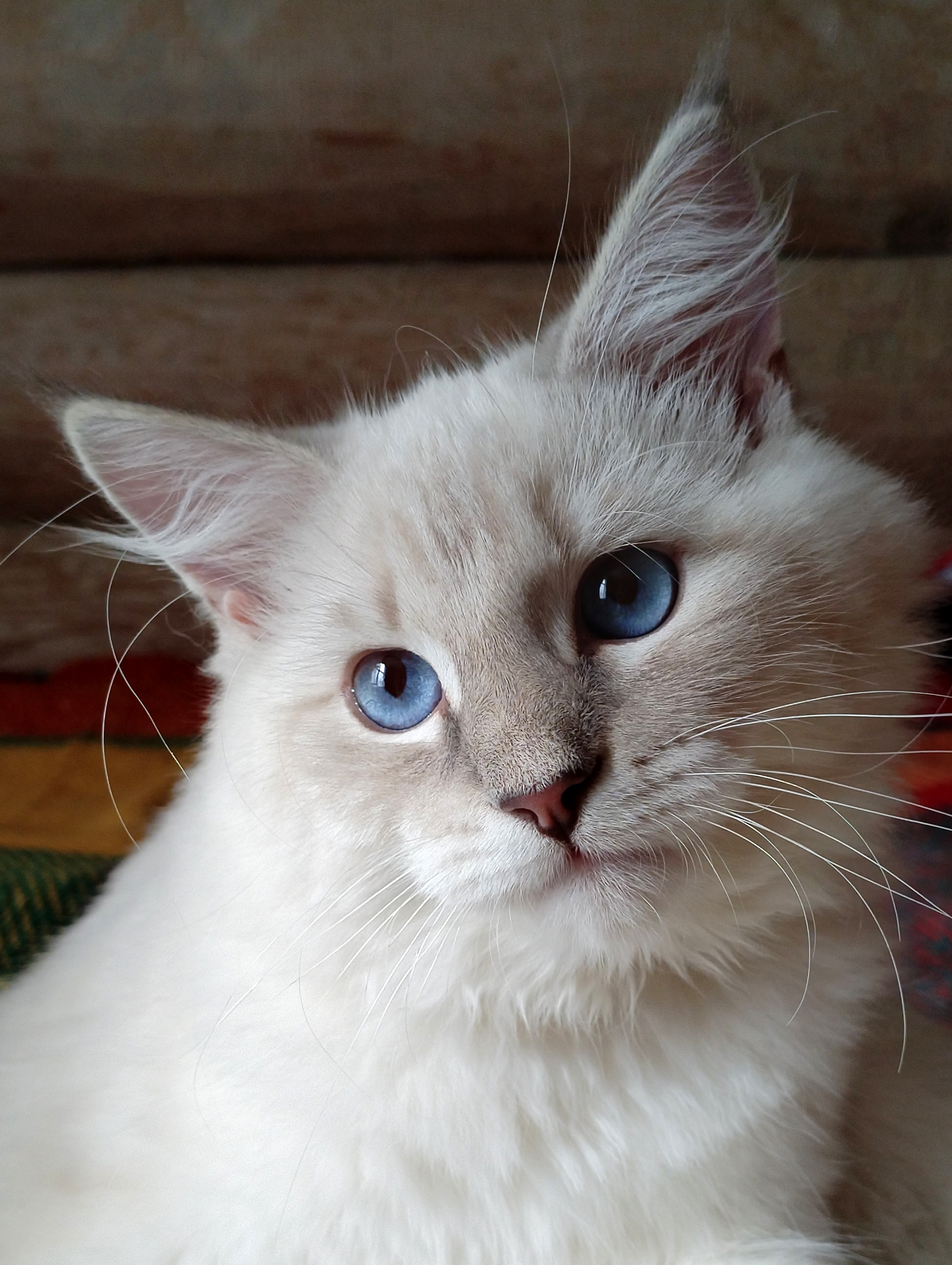 KCH. Amur Snezhny Lev