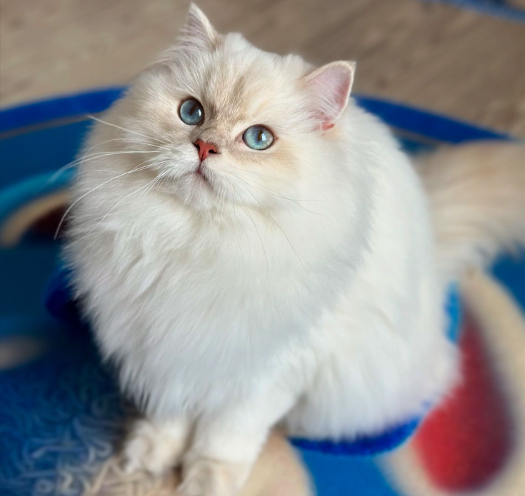 CH. Golden Carmenta E. Pandora