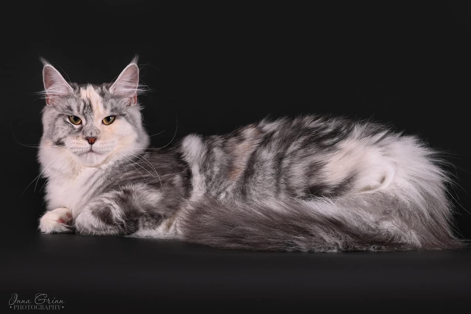 P'ALICENT COONBERG*LV