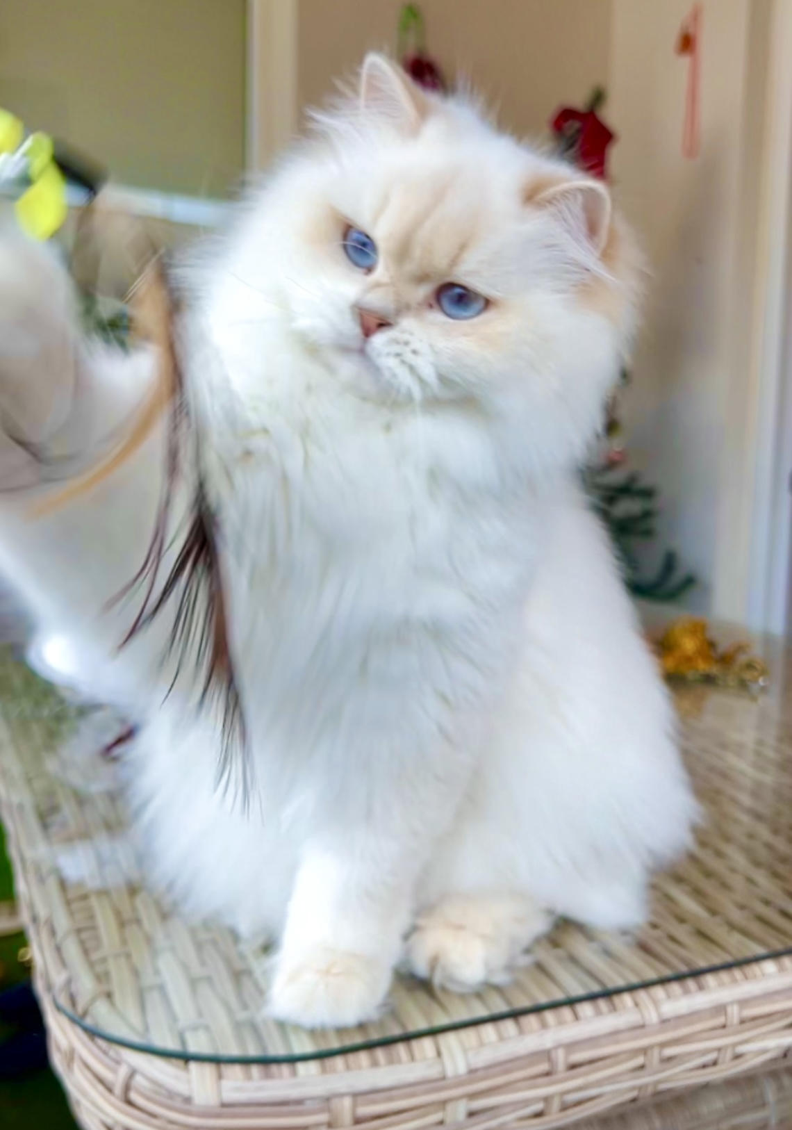 Golden Carmenta Carmen