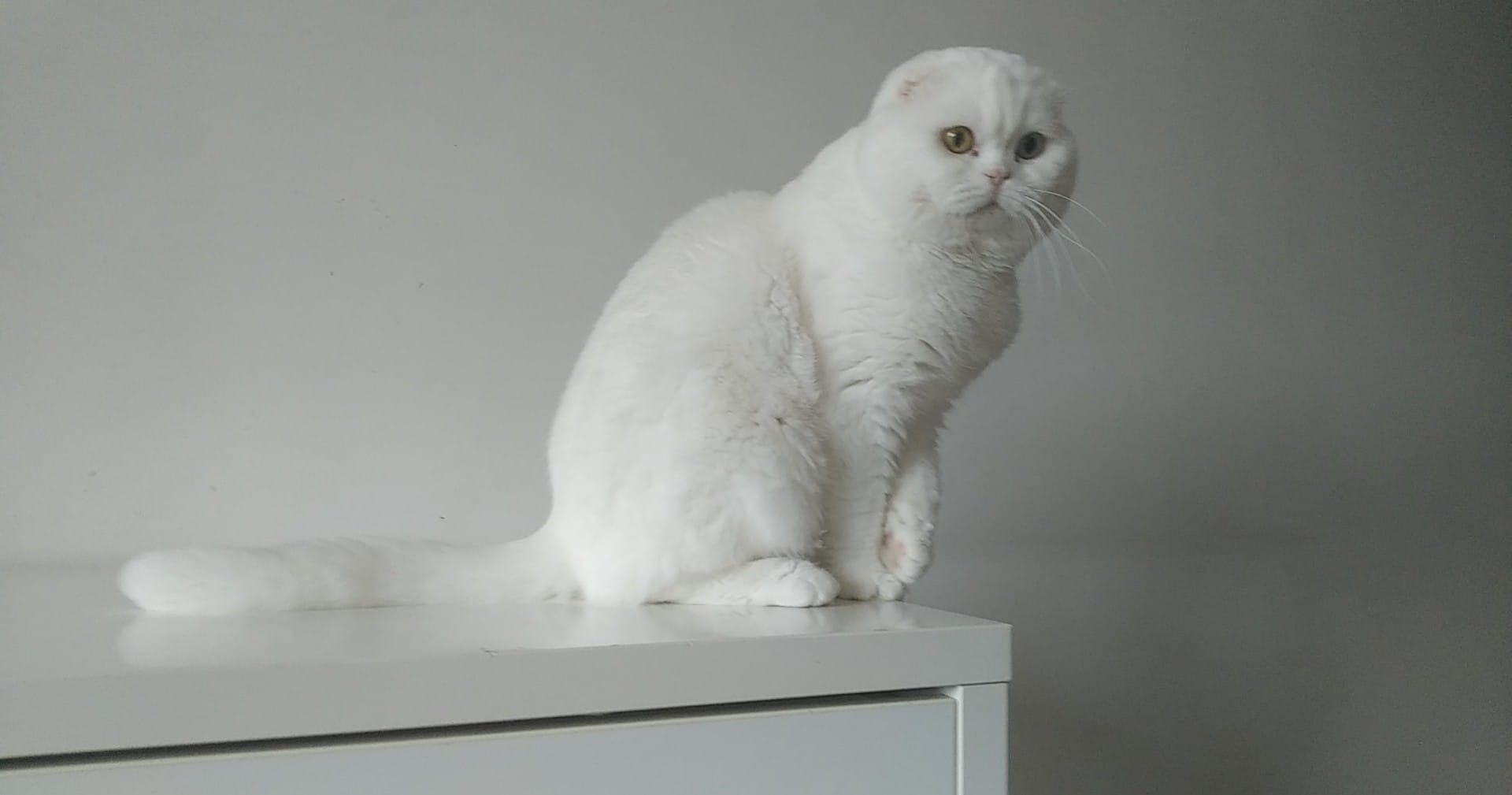 Perceval Espectral Tigre