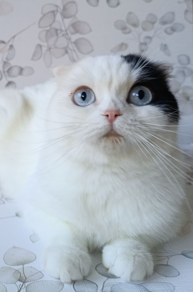 Patricia Espectral Tigre