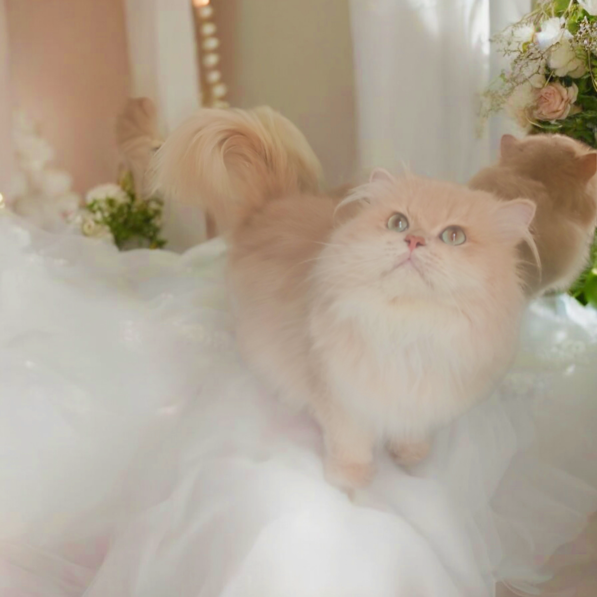 CH. Patikralligi Dante