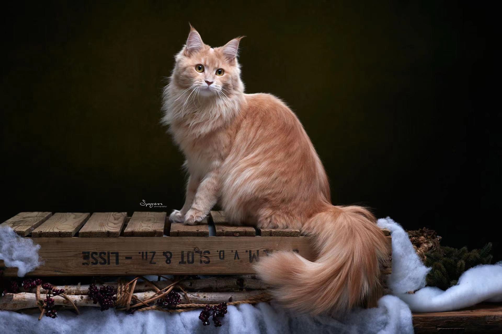 KCH. Moccahalo lucky