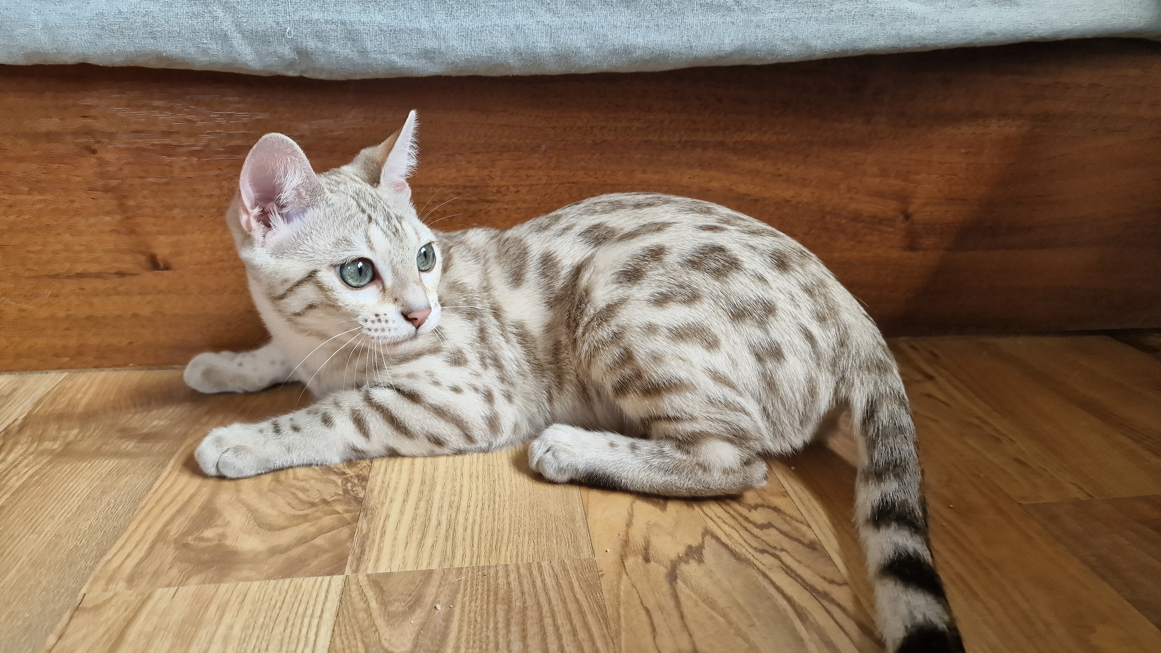 JCH. Dokocats Paloma