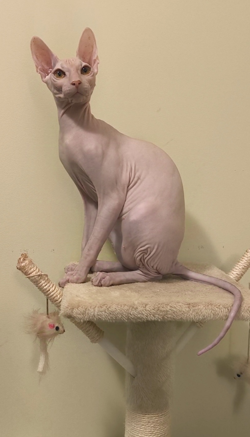 Удита