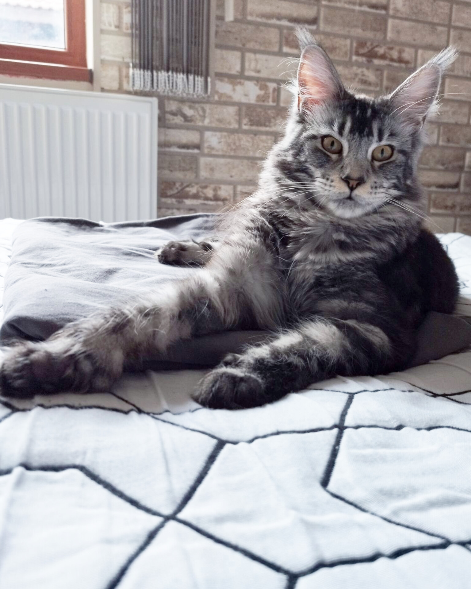 CH. Groza Gross Libenthal