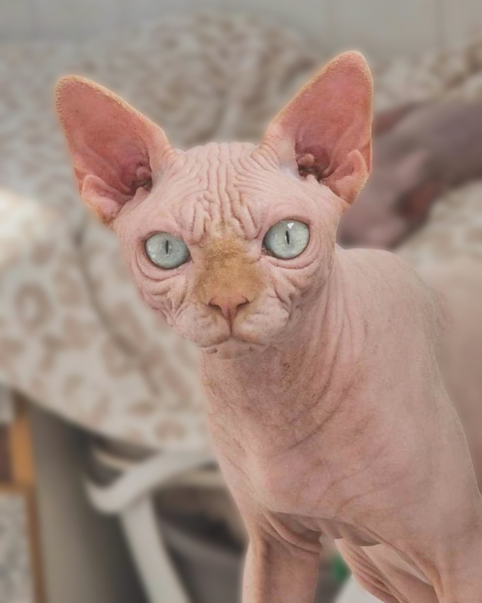 Orest of Dankh Amulet