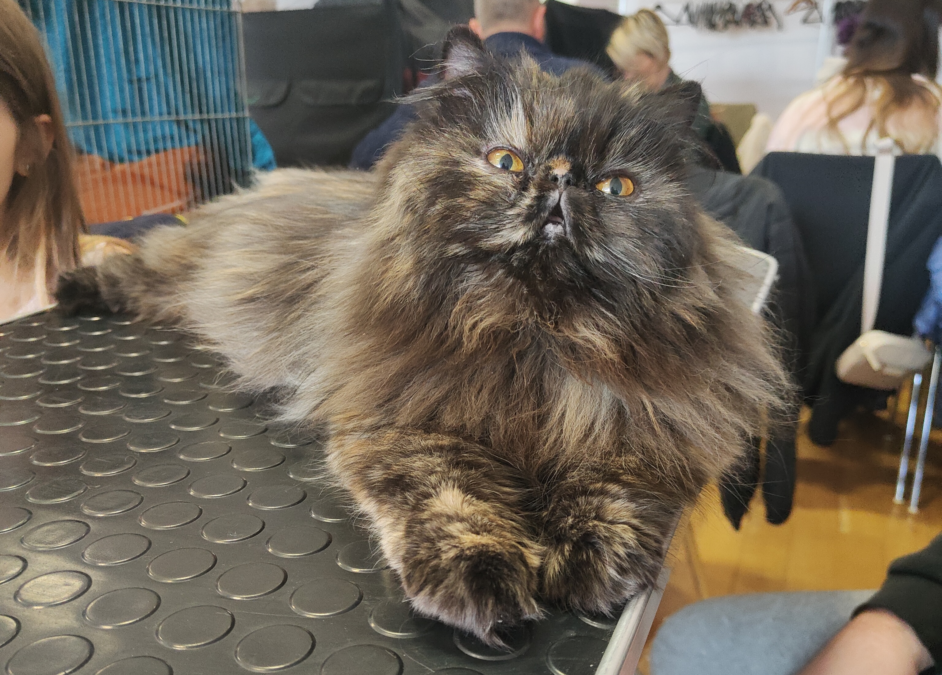 Mérida des petits nez