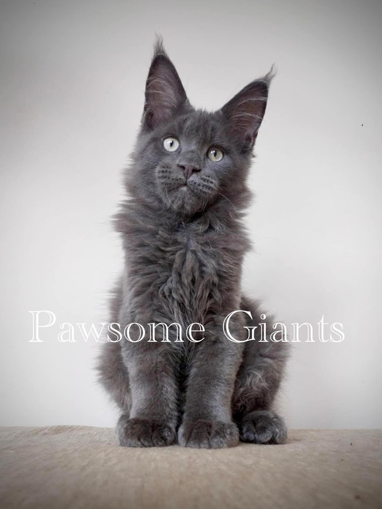 JCH. Pawsome Giants Focus