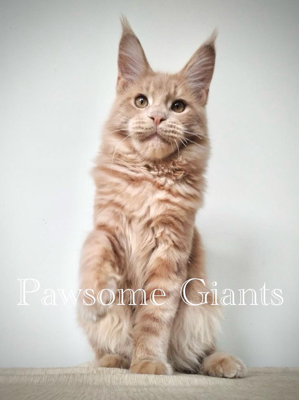 JCH. JM Pawsome Giants Helios