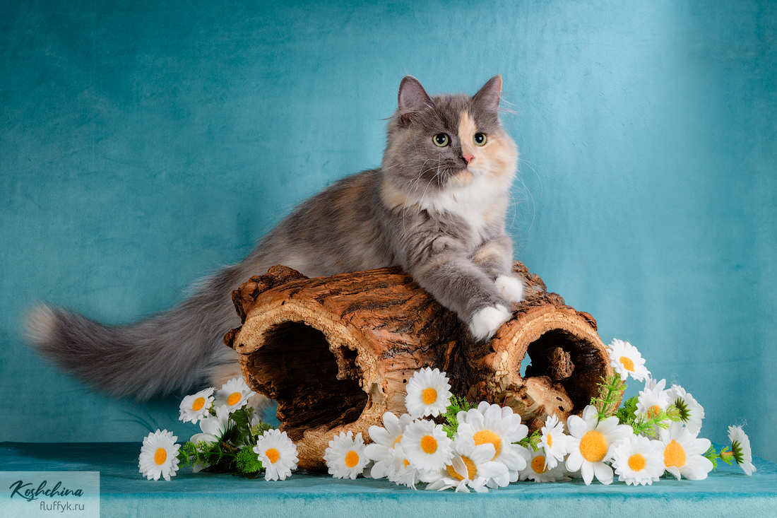 Lisana Vizantiysky Podarok