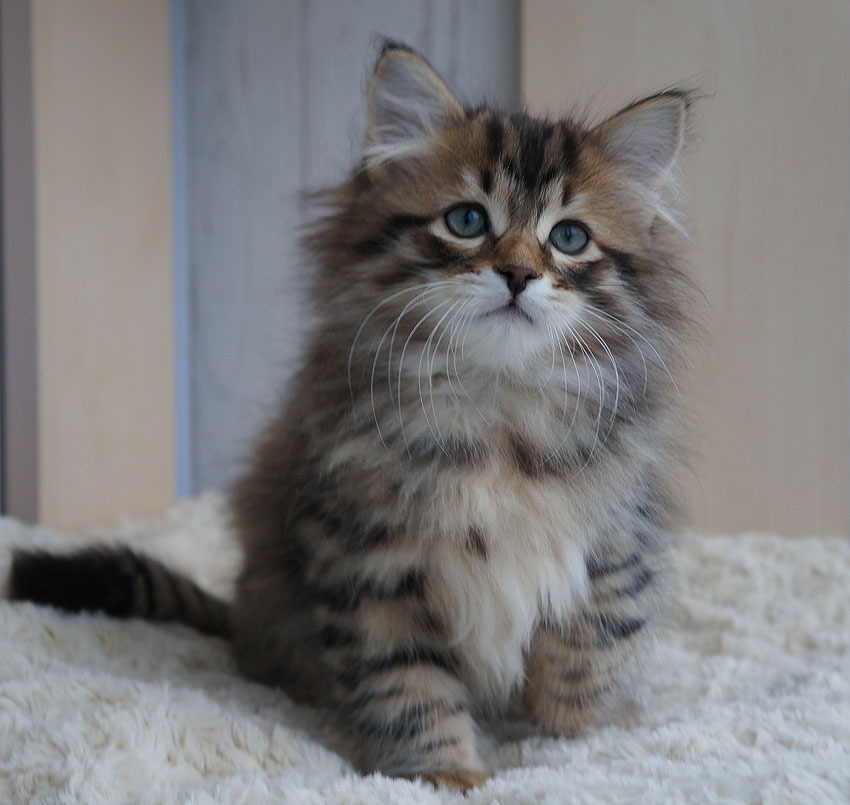 CH. Altyn Sladkoe Pyatnyshko