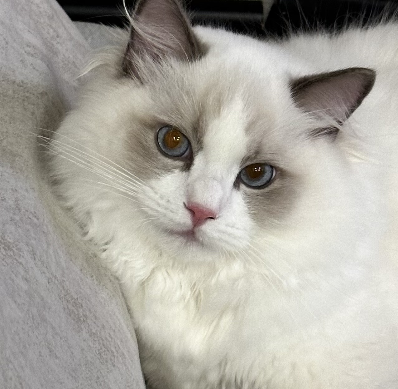 JCH. Akaito of Doflamingo