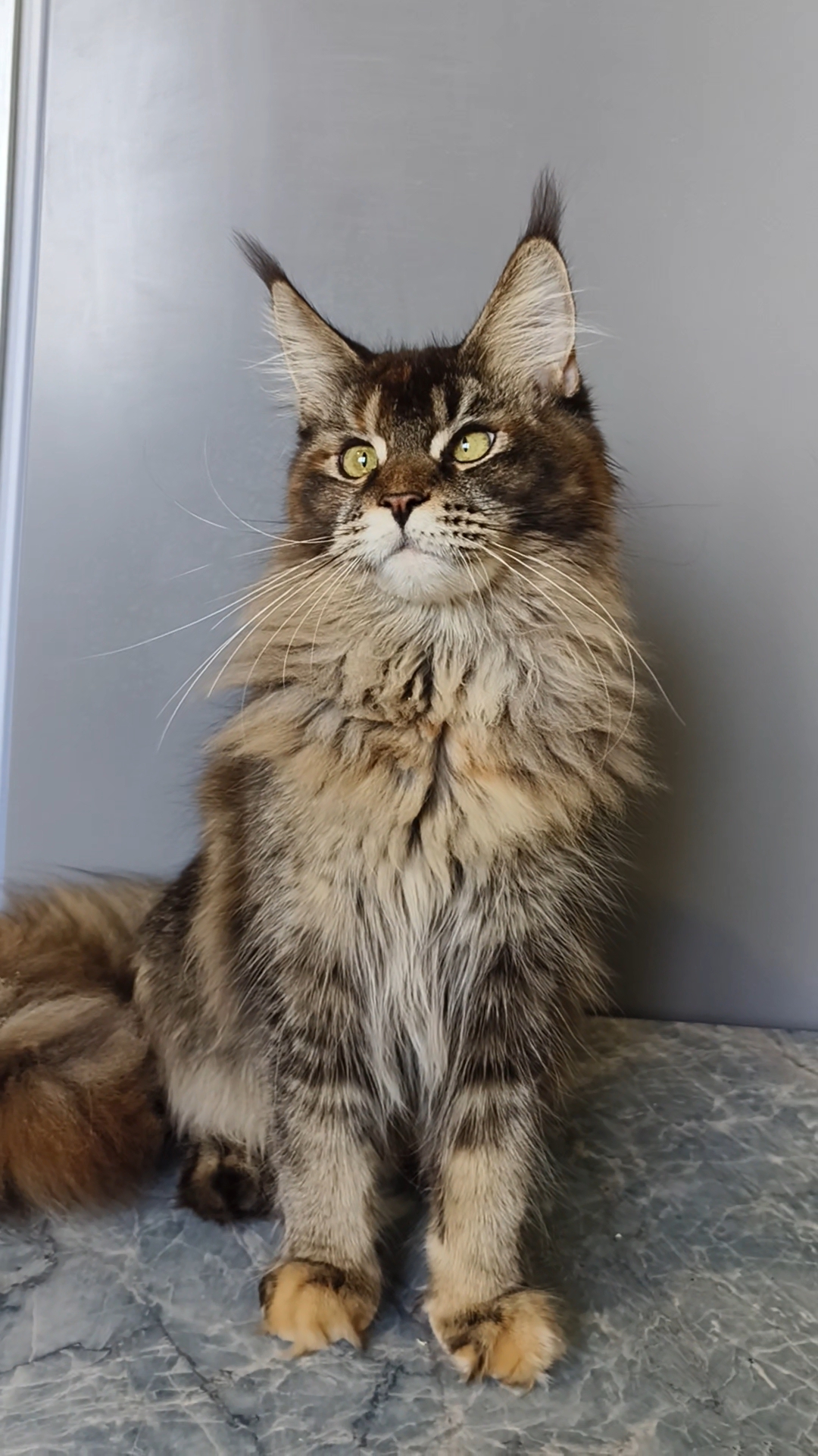 Star Maine Coons*RU Betsy