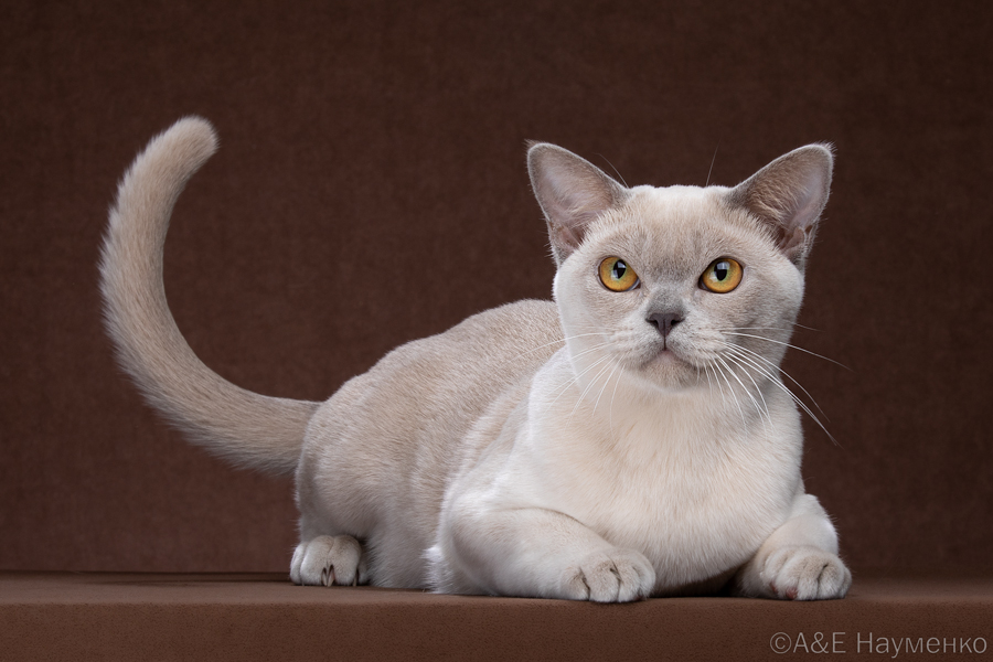 JCH. Cleopatra Silk Miracle