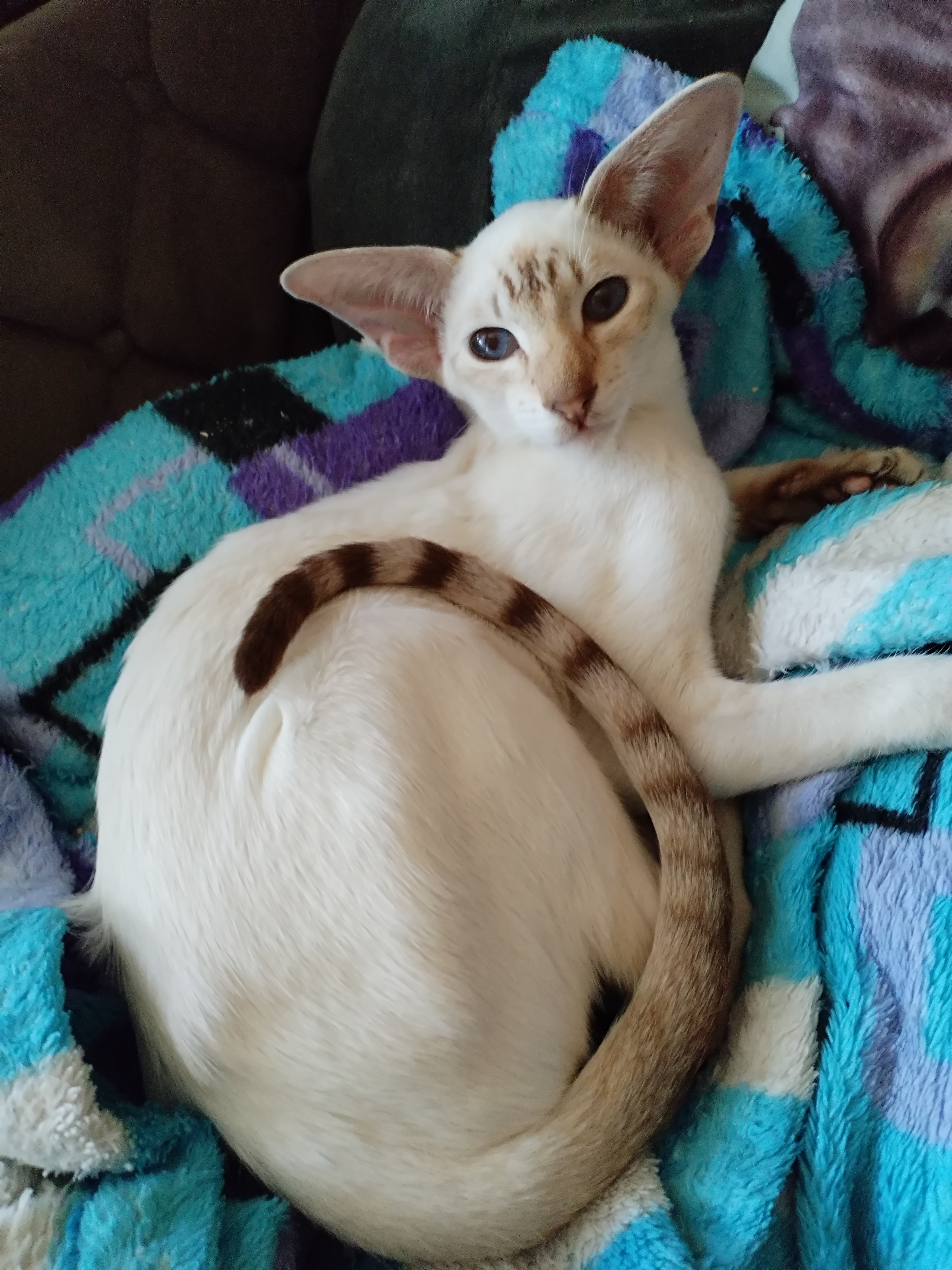 CH. Runa Royal Dream