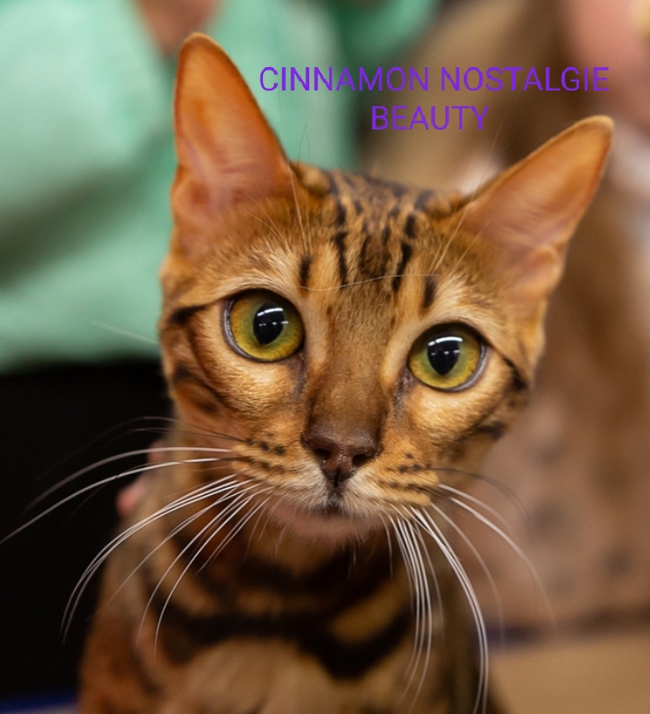 CINNAMON NOSTALGIE BEAUTY