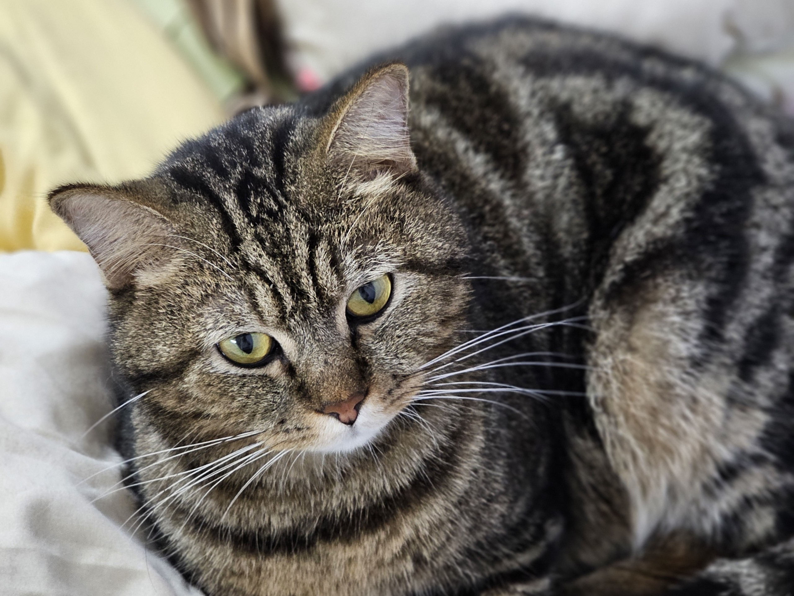 Oằn Tà Là Vừng