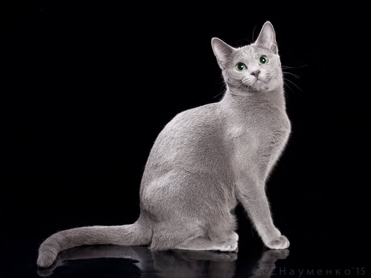 GICH. Graysland Carenina of Jemchujina Neba