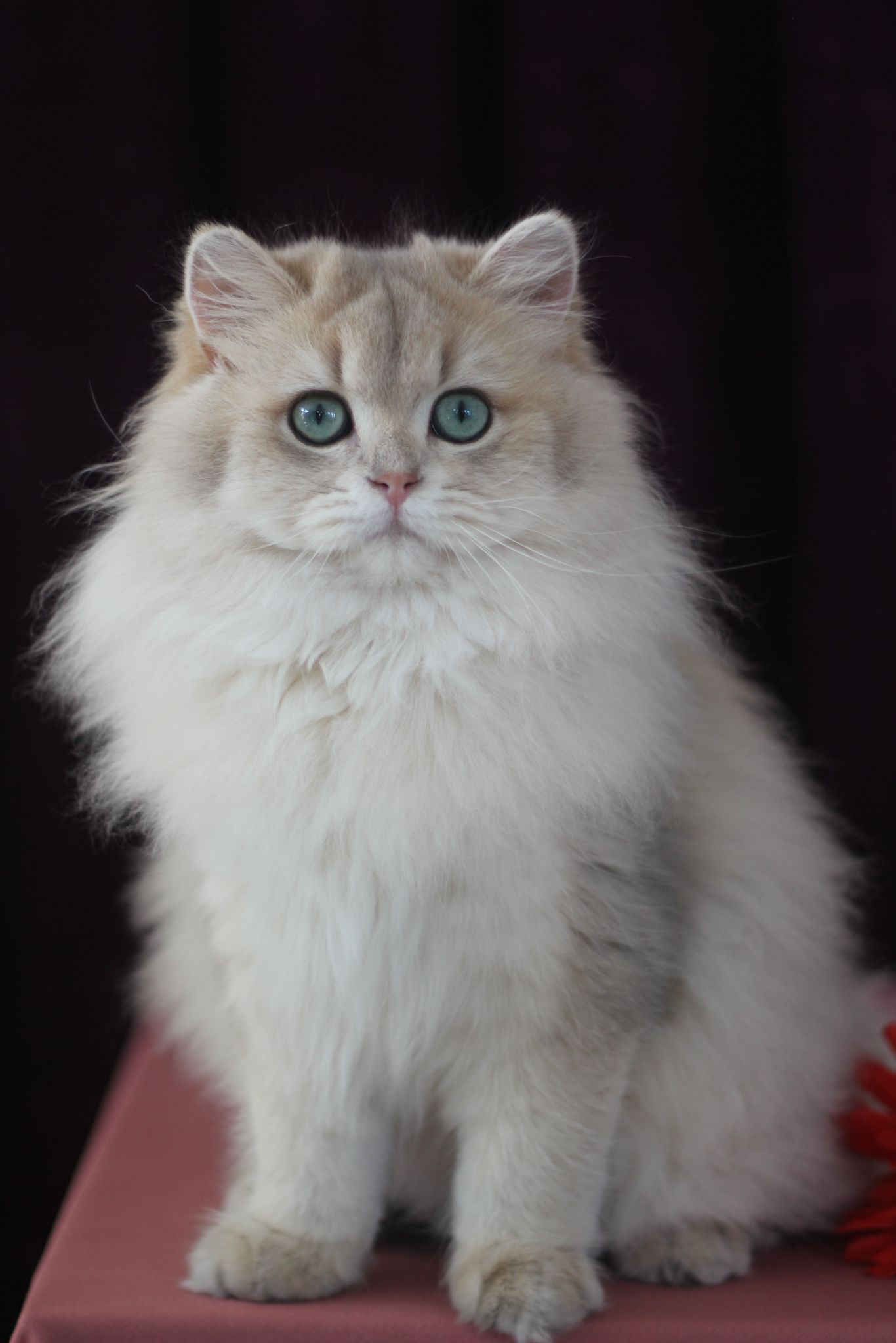 CH. Daniella's World Cateline