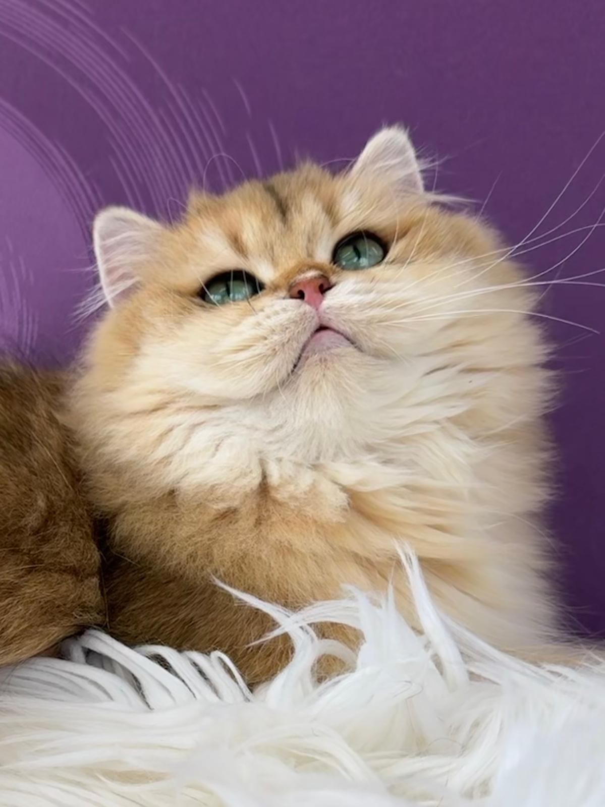 CH. Daniella's World Ela