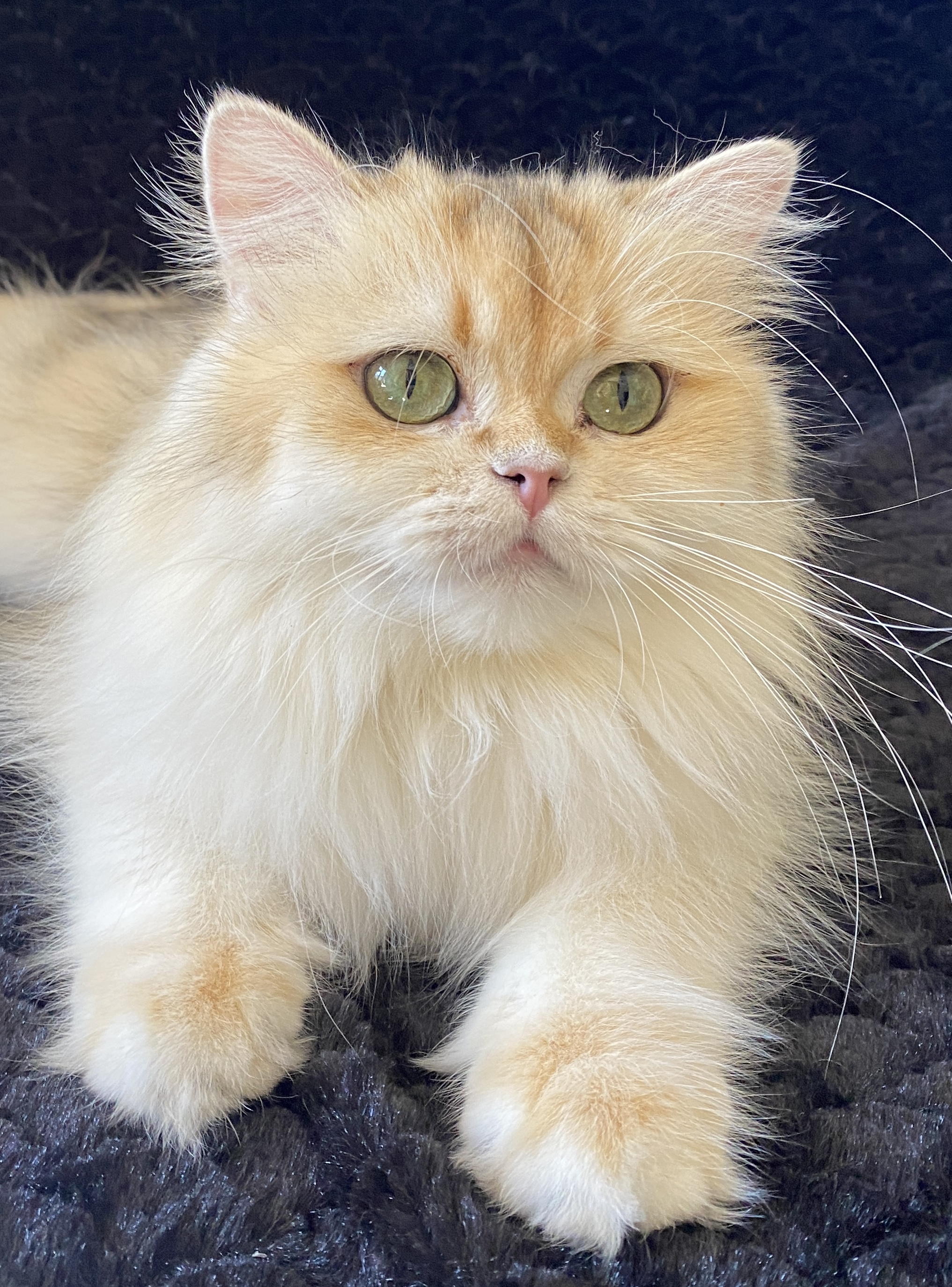 CH. Aegean Stars Mojo