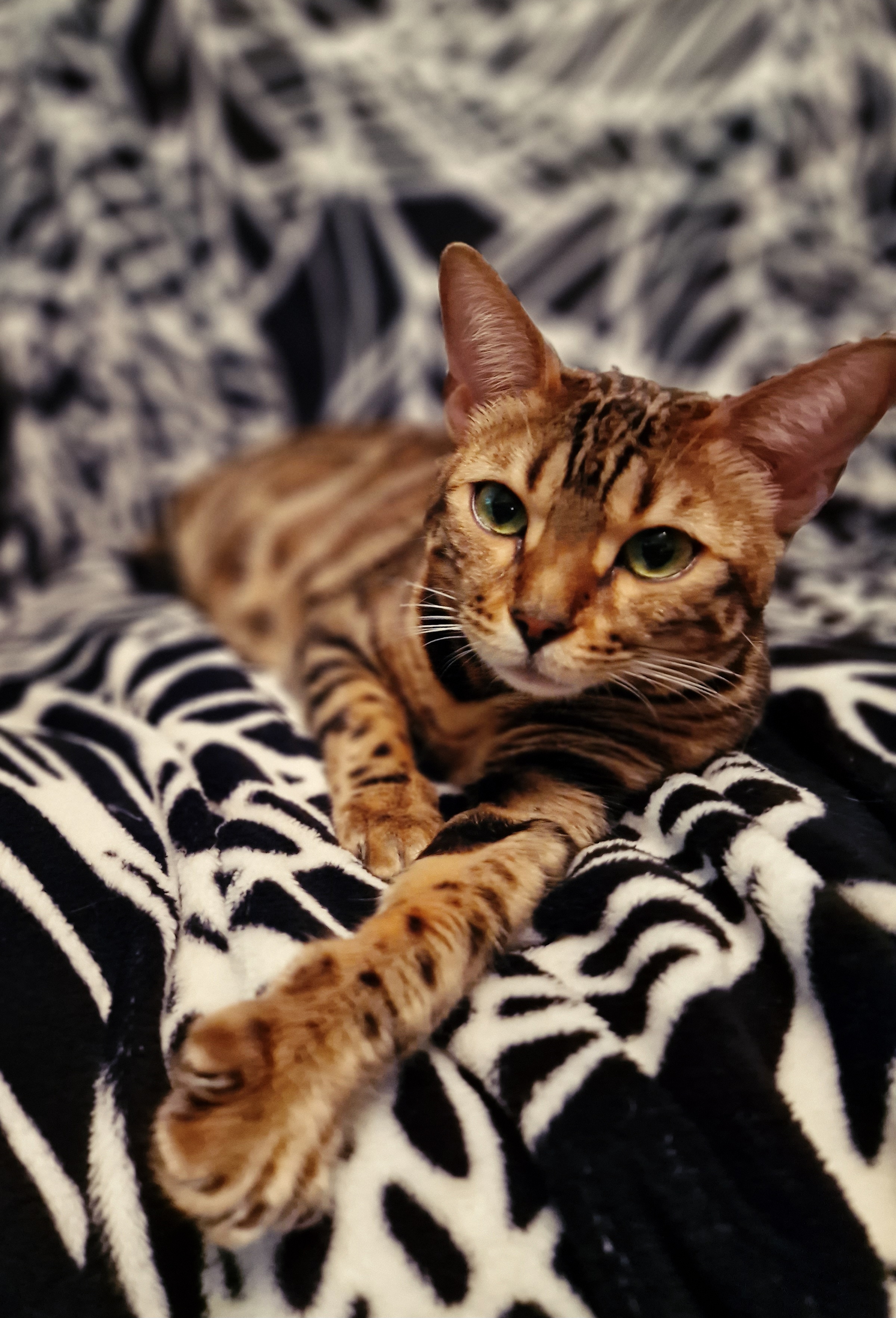 Leah vom Forstenrieder Zauberwald